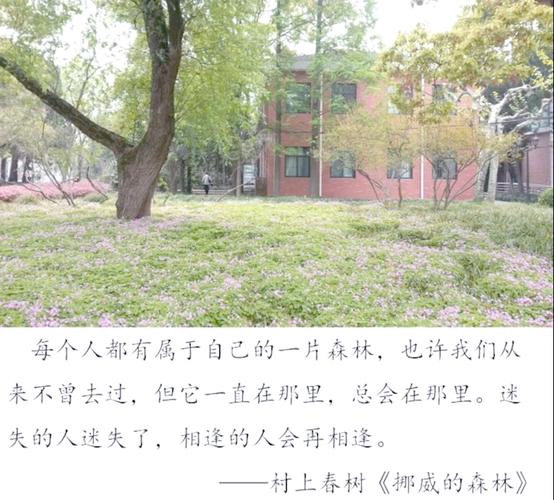 挪威的森林在线阅读 | 村上春树经典爱情小说全文